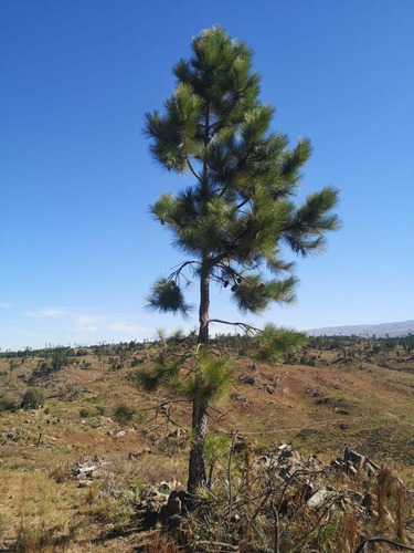 Imagen 2 de 15 de Venta De Campo 207 Hectáreas En Villa Alpina - Tlc0681
