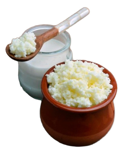 Búlgaros Kéfir Leche Búlgaros Coliflor Probióticos Naturales
