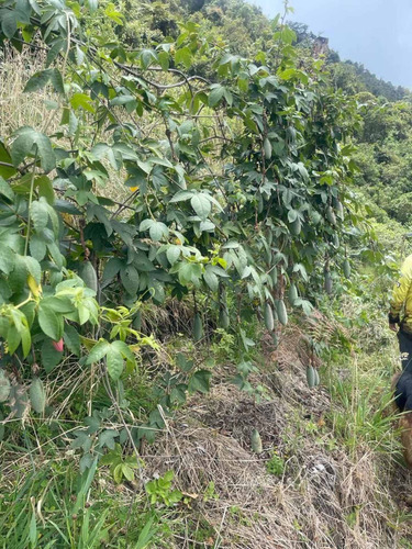 Imagen 5 de 10 de Finca