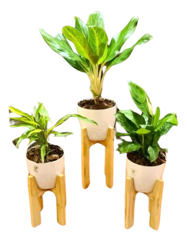 Combo Plantas Spatifilum,  Aglaonema, Y Dracena Sanderiana 