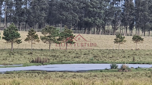 Exclusividad...inversión Asegurada En Las Garzas Uds 12.800 X 25 Has.- Ref: 593