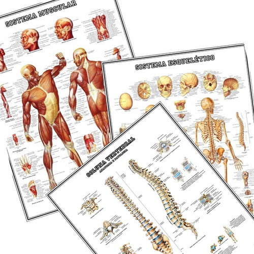 3 Posters Anatomia 65cmx100cm Muscular Esquelético Coluna