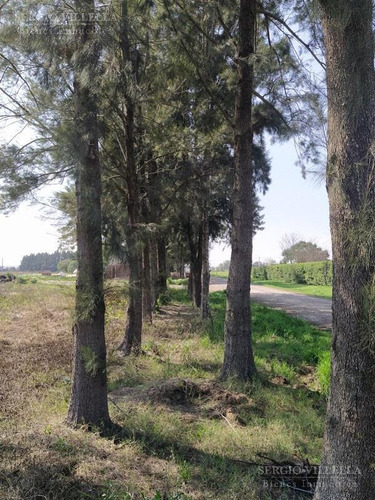 Imagen 5 de 6 de Terreno En Venta En General Lagos