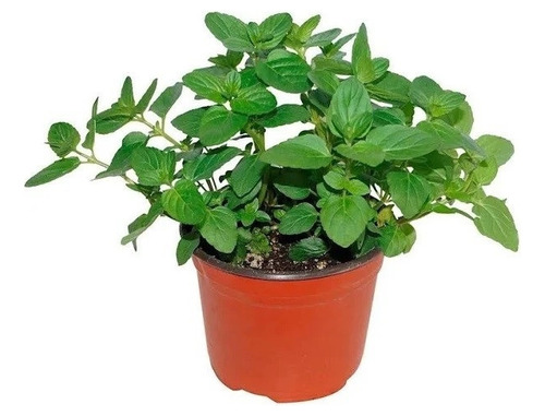 Menta Pack De 2 Plantas