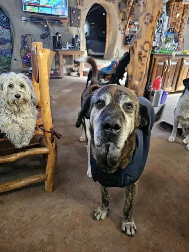 Guardería & Pensionado Canino En Bariloche Sin Jaulas