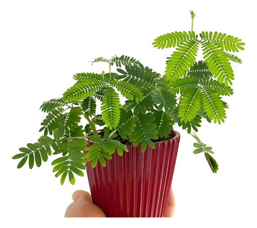 Planta Mimosa Hojas