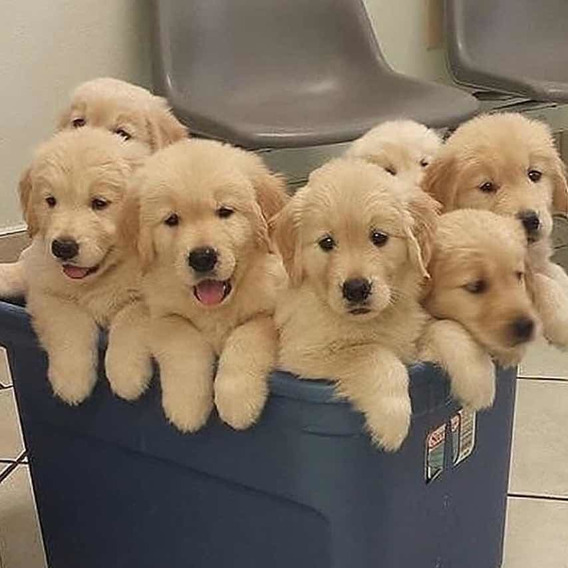 Perros Golden Retriever Bebes Baratos Mercadolibre Com Mx Perros Golden Retriever Bebes Baratos Mercadolibre Com Mx