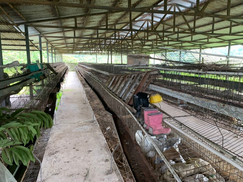 Imagen 5 de 5 de Finca Con Galpones, San Isidro Cerca Del Fuerte Murachi