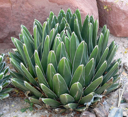 Agave Victoriae-reginae 10 Semillas