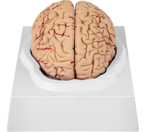 Modelo Anatomia Cerebro Humano 9 Parte Tamaño Natural Base