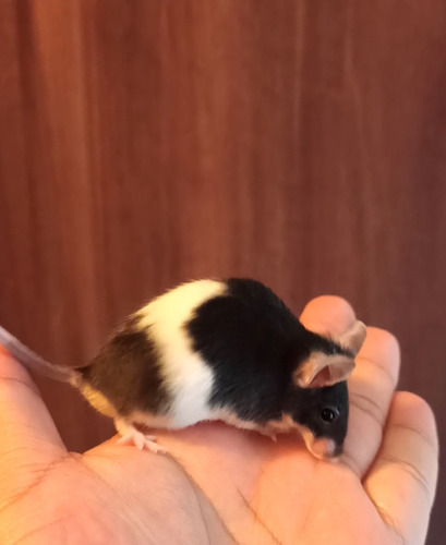 Ratones Mascota