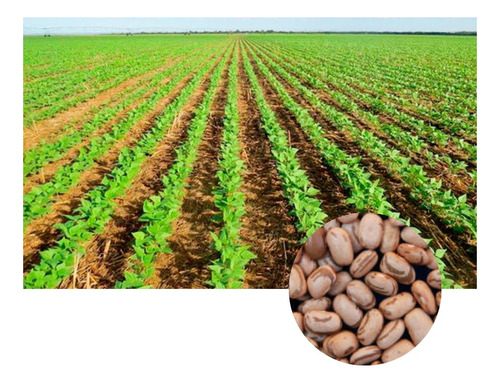 Sementes Feijão Carioca Cultivar Brs Estilo 10kg De Sementes