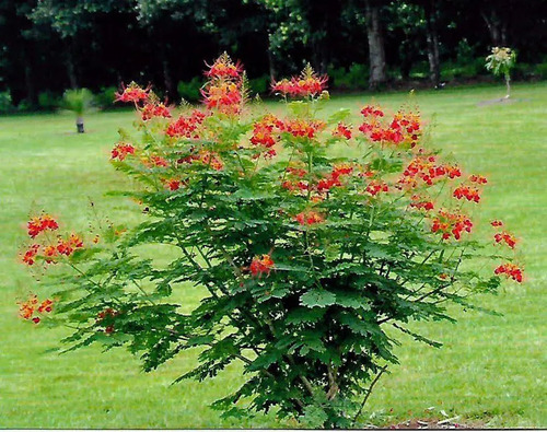10 Semillas Tabachín Enano Flamboyan Caesalpinia Pulcherrim