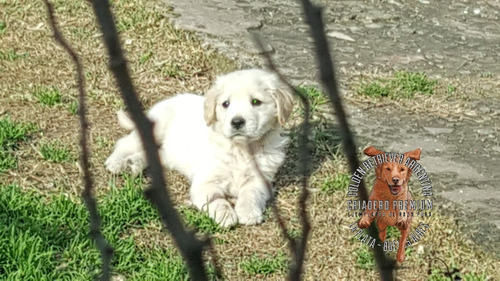 Cachorros Golden Vacunados Y Desparasitados + Libreta