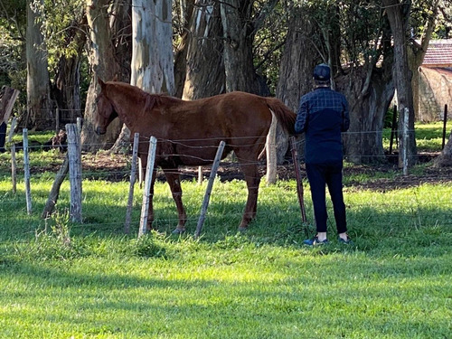 Imagen 3 de 19 de Alquiler Marzo Abril Dos Casas De Campo En Mercedes Para Un Mismo Grupo, 10 Huéspedes. Una Hermosa Hectárea Arbolada, Piscina Cercada, Tv, Wi Fi, Cancha Fútbol, 90 Kmts.caba ,