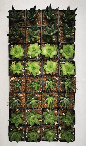Imagen 10 de 10 de Suculentas Haworthia 32 Pzas 4 Variedades Envio Dhl