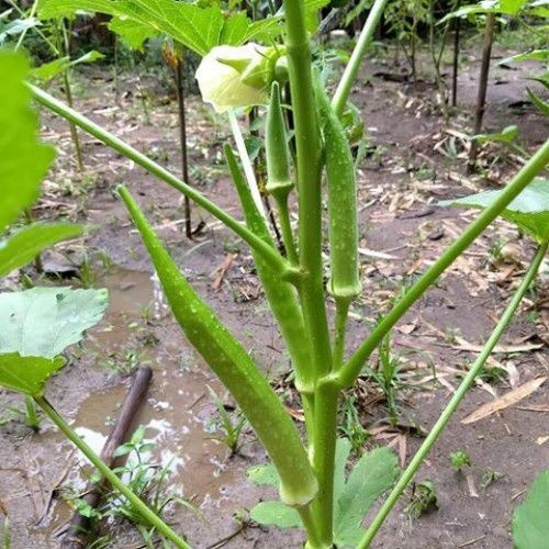 Quiabo Apuim - 1 Kg =15.000 Sem. Inicia Produção Aos 40 Di