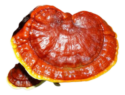 Ganoderma Extracto Atomizado Micropulverizado 1 Kg.