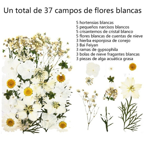 37 Flores Secas Naturales En Campo De Flores Blancas | Meses sin intereses 37 Flores Secas Naturales En Campo De Flores Blancas | Meses sin intereses