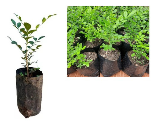 150 Mudas Murta 15cm Muro Verde P/ Casas Sitios Chacaras