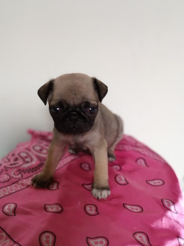 Cachorro Pug