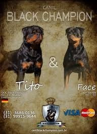 Filhote De Rottweiler