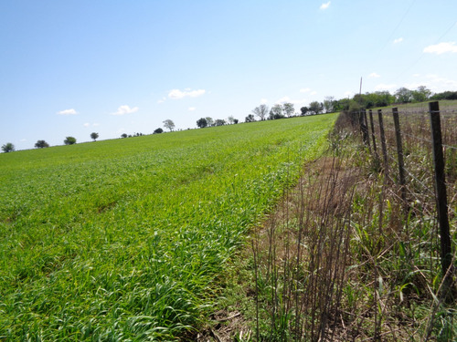 Campo Agrícola A Poca Distancia De Ruta Nacional 14 Camino Mejorado, A 240 Km De Buenos Aires, Apto Varios Destino