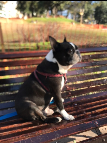 Imagen 1 de 7 de Boston Terrier Doy En Adopción