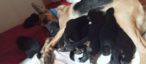 Perros Ovejeros Alemanes