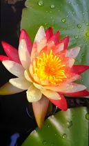 Comprar Semillas Mixtas De Flores De Loto De Bonsai Semillas De Plan