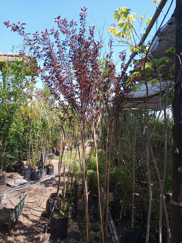 Imagen 5 de 9 de Prunus Pisardi , Arbol-e.gratis Caba Y Gba