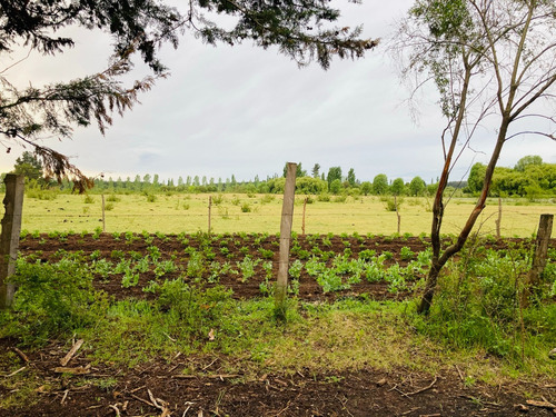 Sitio De 8 Ha Con 3 De Eucaliptus, En Sector Coreo-quilleco
