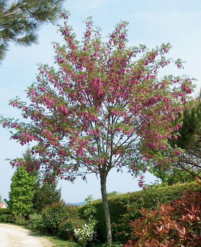 Imagen 4 de 6 de Robinia Pseud.casque Rouge (robinia, Falsa Acacia) 15lts