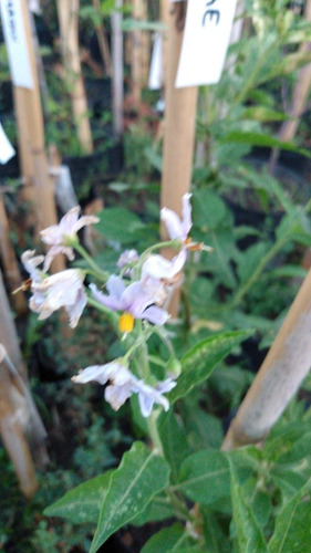 Ipomea Púrpura - Enredadera Trepadora Nativa (2 Plantas)