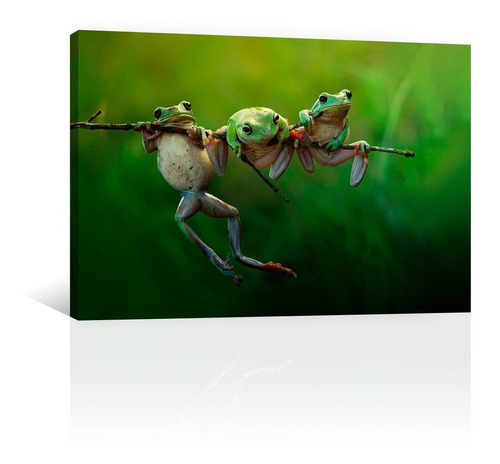 Cuadro Decorativo Canvas Animales Ranas Sobre Rama