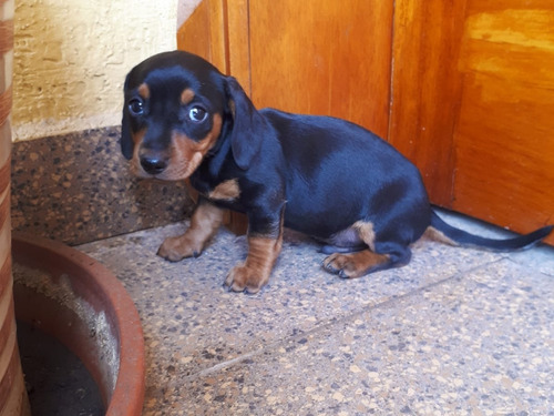 Cachorros Teckel Miniaturas