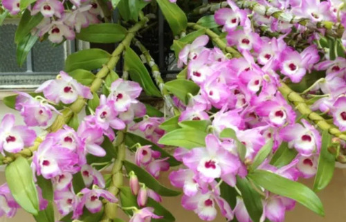 300 Semillas De Orquidea Dendrobium + Instructivo
