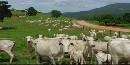 Imagem 13 de 13 de Fazenda 422 Alqueires, Dupla Aptidão, Rica Em Água Com Rio, Ribeirão, Açudes E Nascentes Na Propriedade, Poço Artesiano, Curral, Piquete, Casa Sede - Fa00192 - 70548047