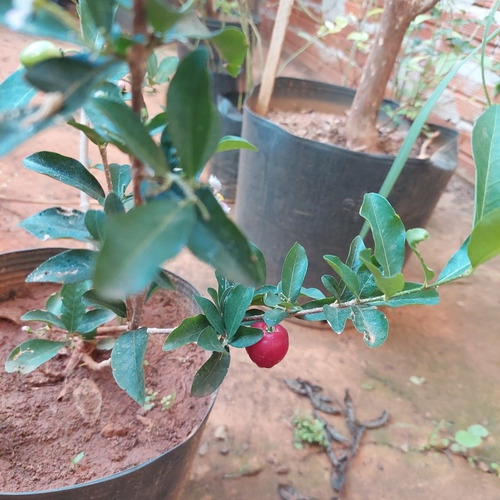 Goiaba Tailand.+acerola Produzindo E Maçã + Pera P/ Produzir