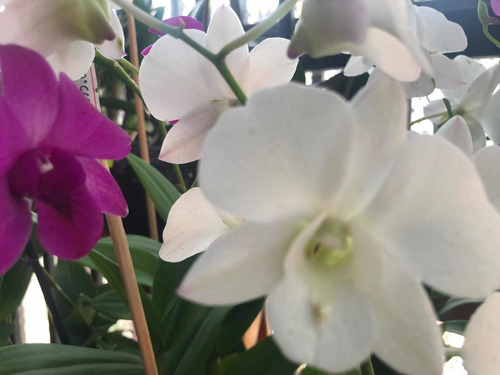 Imagen 6 de 10 de Orquídeas Dendrobium Phalaenopsis