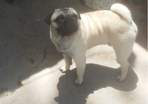 Hermoso  Pug En Servicio