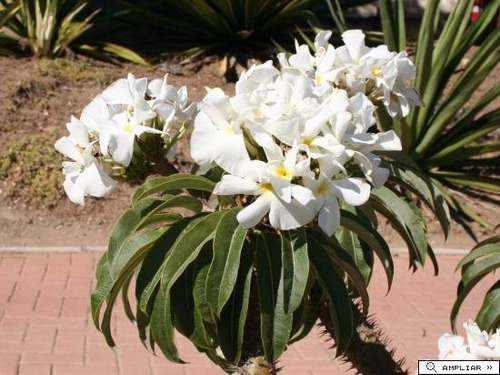 Palma De Madagascar Pachypodium