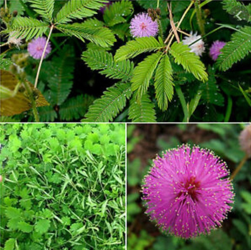 50 Semilla Mimosa Púdica Flores Rosa Sensitiva Facil Cultivo