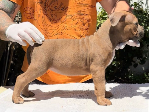 Cachorros American Bully Pocket Machos Abkc