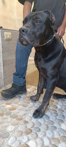 Cane Corso Hembra 7 Meses Y Medio 