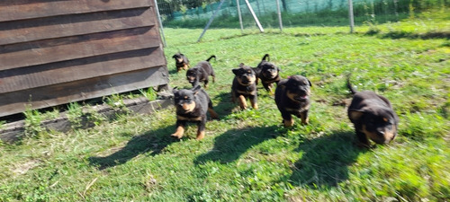 Imagen 3 de 9 de Cachorros Rottweiler Pedigree Kcu
