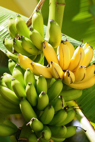 Planta De Platano Manzano Enano 2 Plantas Mercado Libre