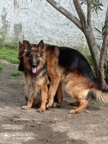 Imagen 3 de 10 de Hermosos Cachorros Pastor Aleman