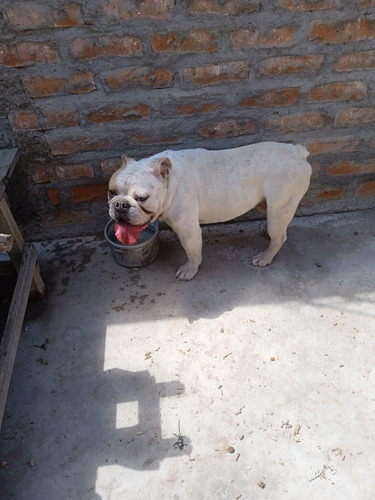 Bulldog Ingles 