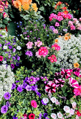 Semillas De Mix De Flores  Para  Bellos Jardines